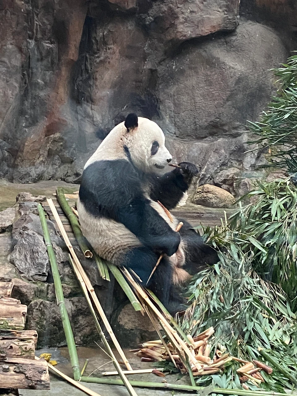 北京动物园现场照片 6
