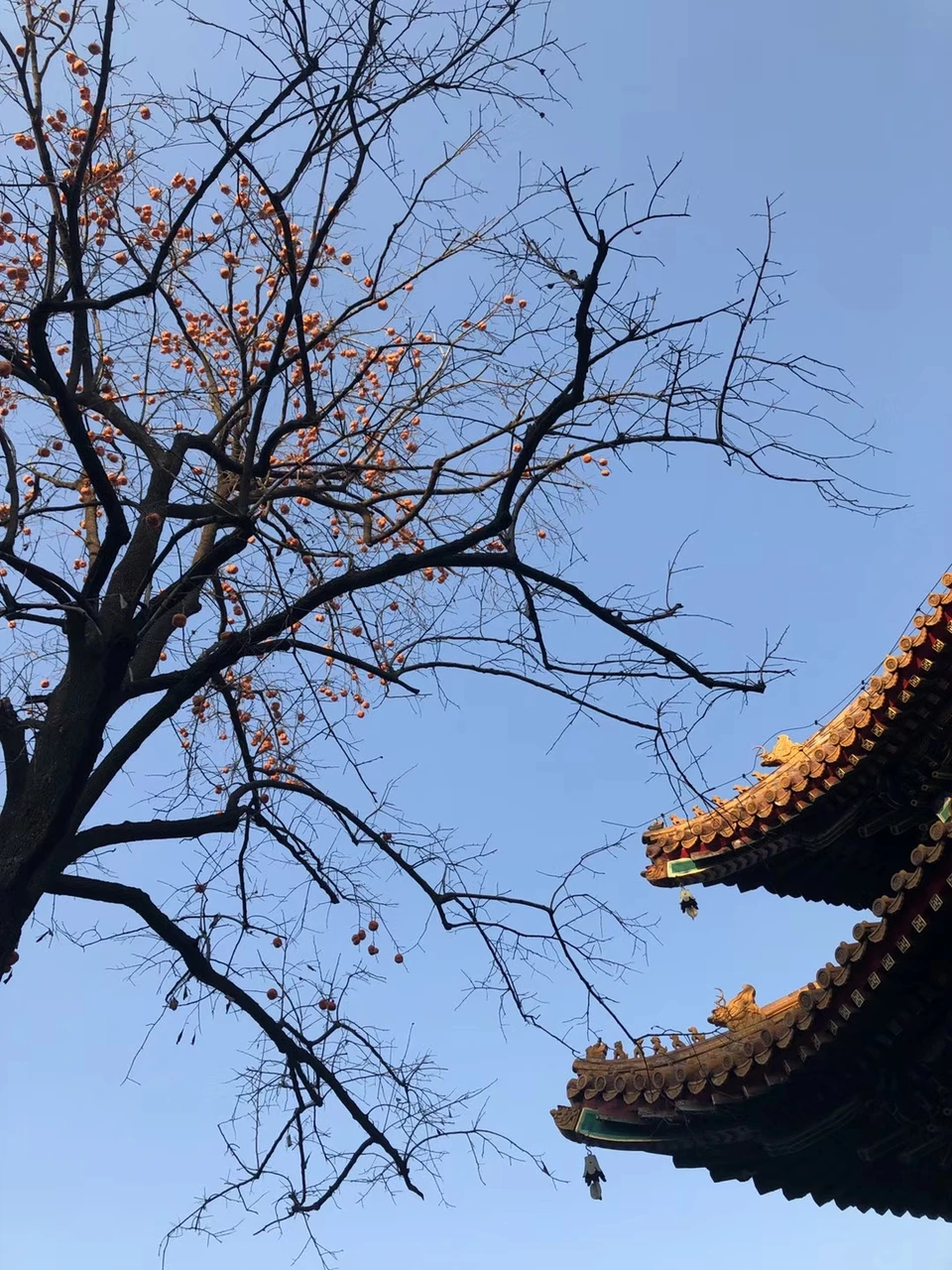 雍和宫现场照片 2