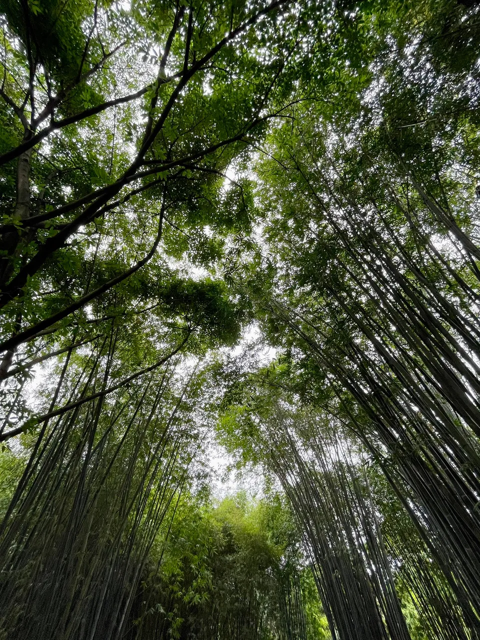 望江楼公园现场照片 2