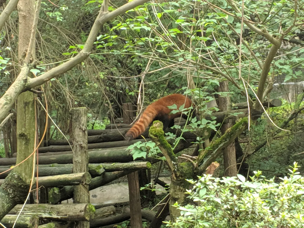 熊猫基地现场照片 5