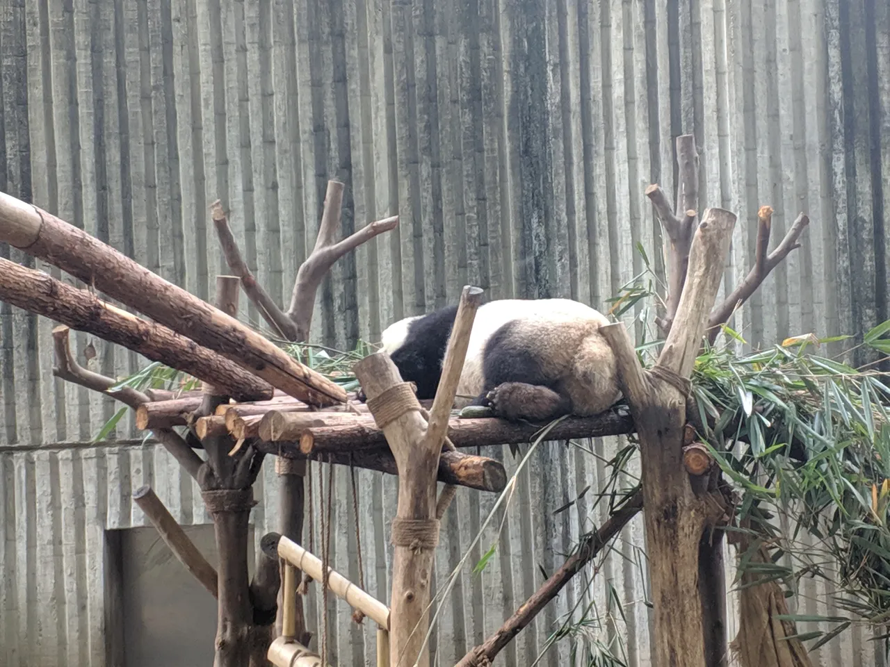 熊猫基地现场照片 7