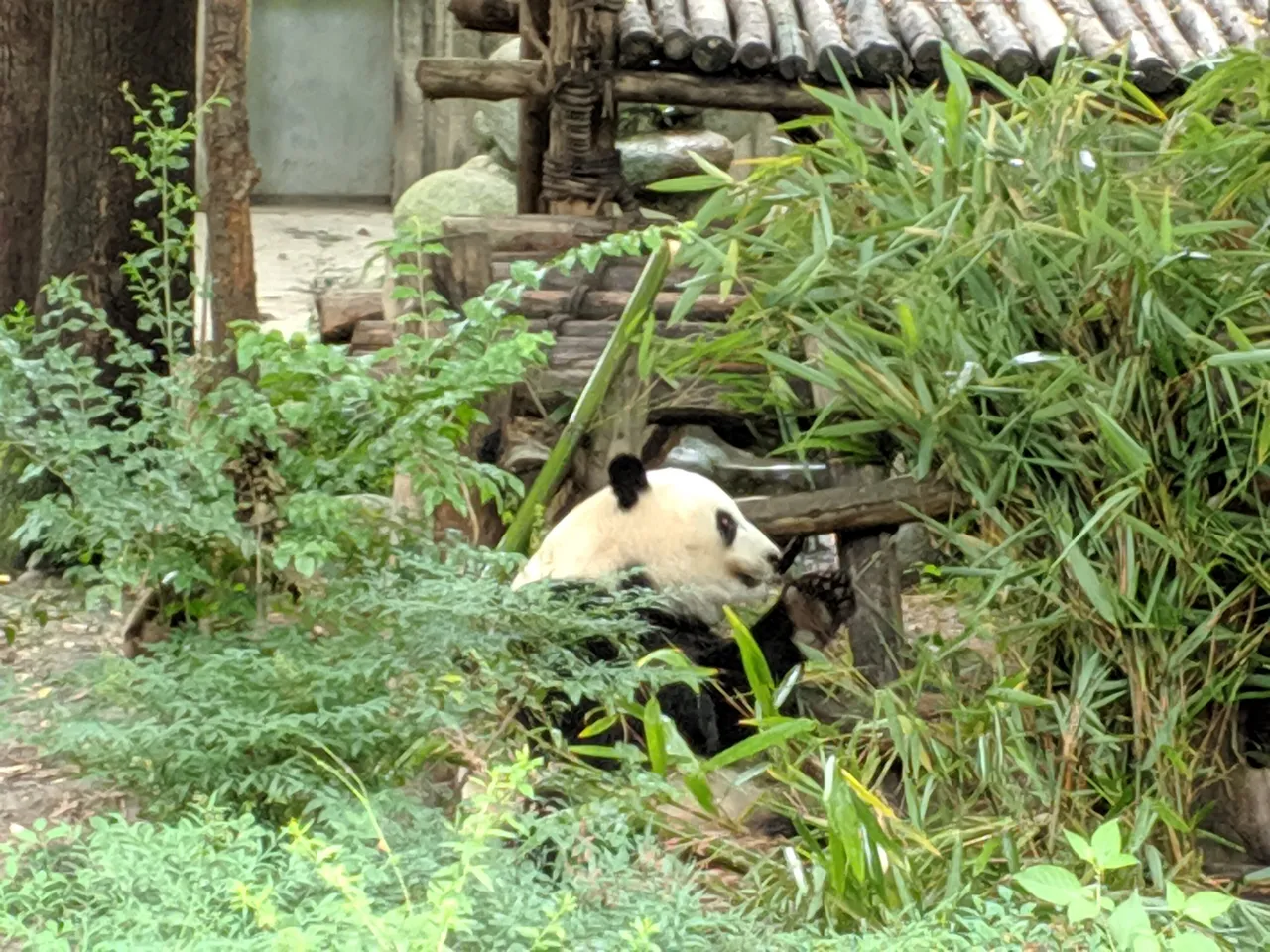 熊猫基地现场照片 6