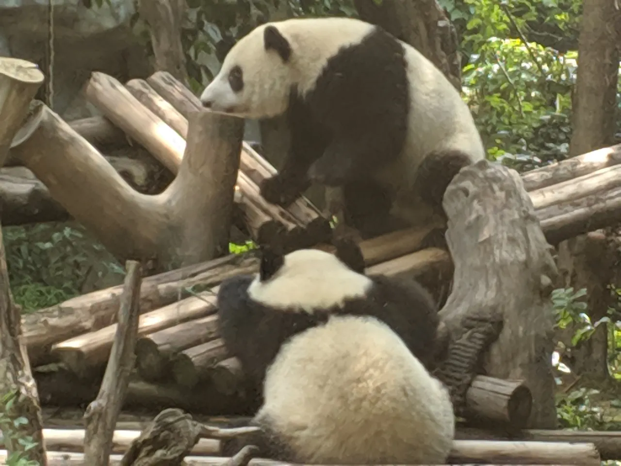 熊猫基地现场照片 3