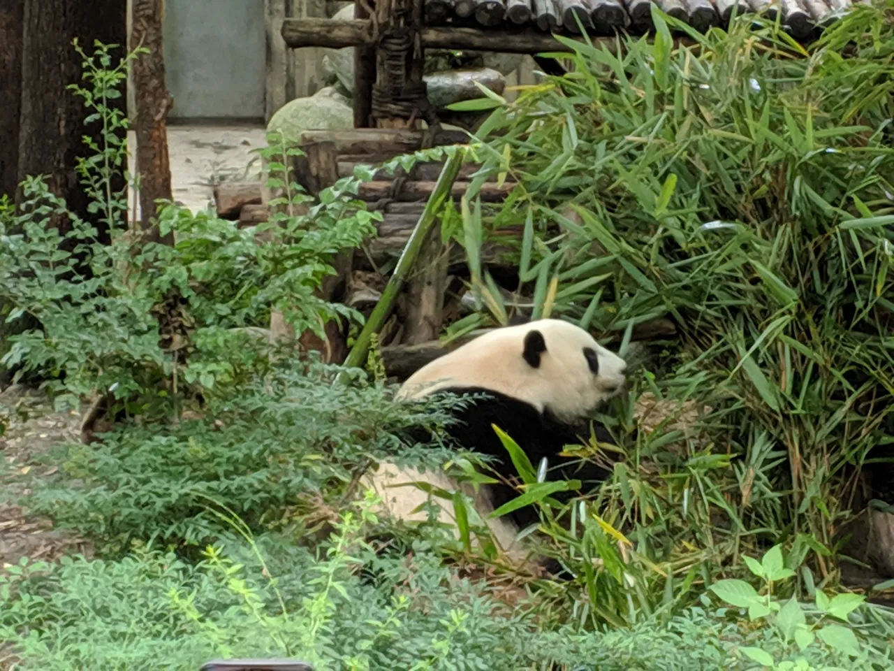 熊猫基地现场照片 2