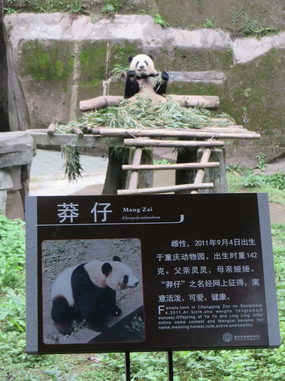 重庆动物园现场照片 5