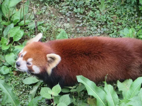 重庆动物园现场照片 7