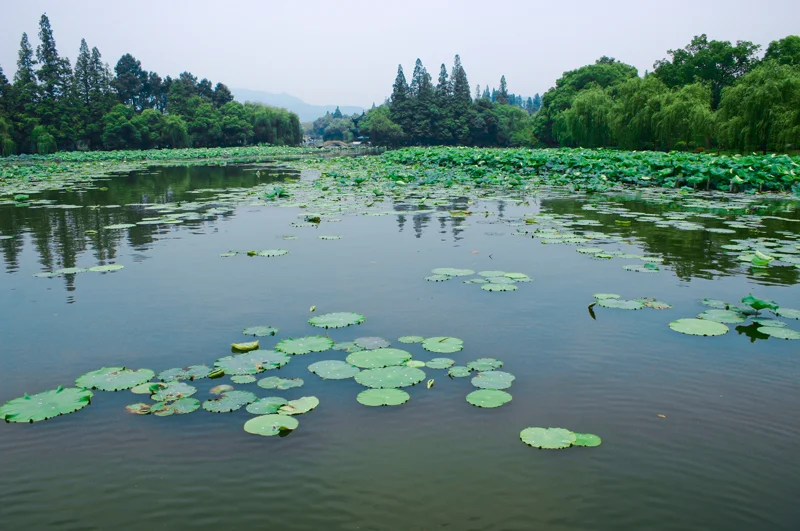 曲院风荷现场照片 4