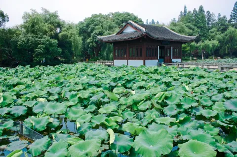 曲院风荷现场照片 5