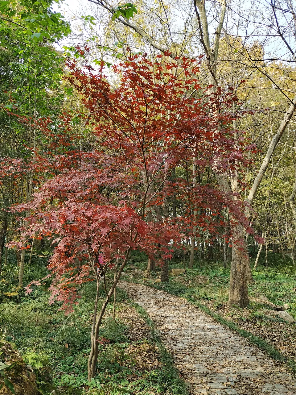 On-site photo 6 of Zhong Shan Botanical Garden