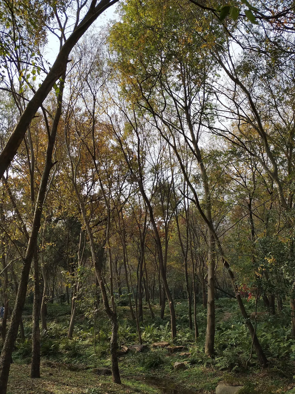 On-site photo 9 of Zhong Shan Botanical Garden