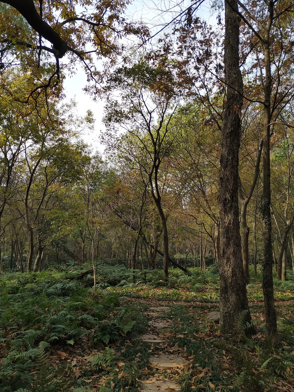 On-site photo 10 of Zhong Shan Botanical Garden