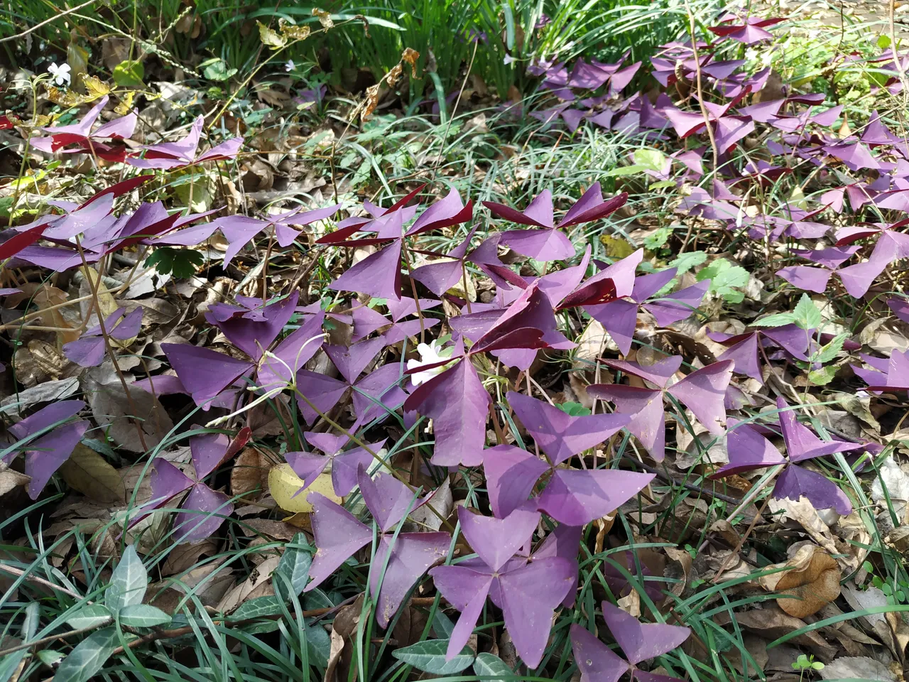 On-site photo 7 of Zhong Shan Botanical Garden
