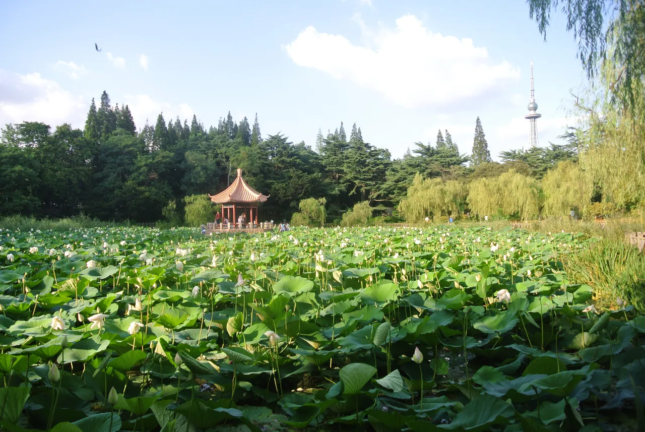 中山公园现场照片 11