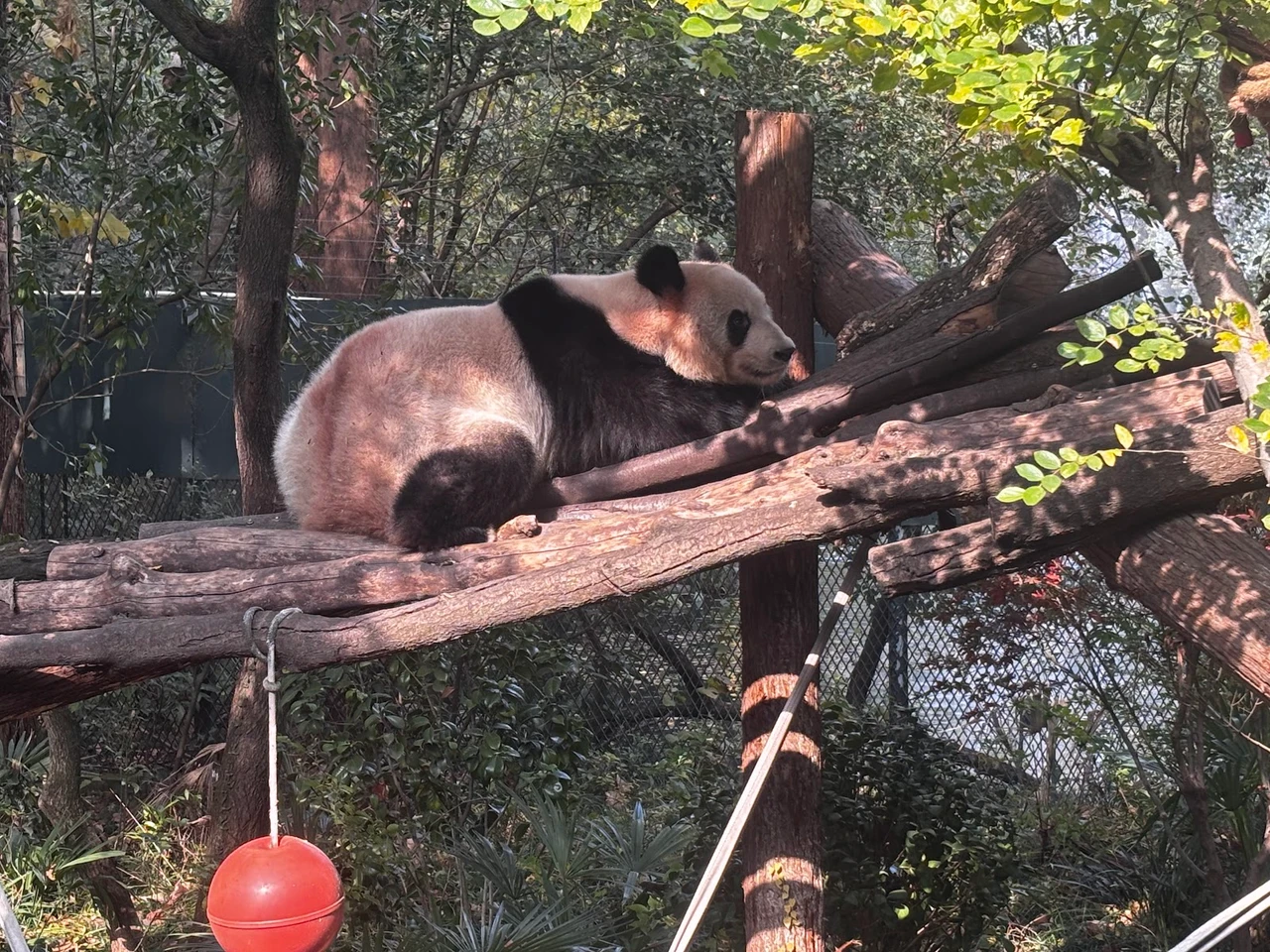 上海动物园现场照片 12