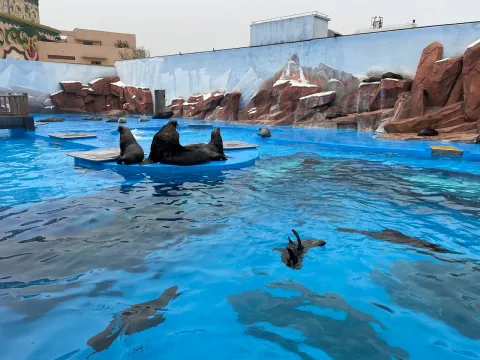 上海海昌海洋公园现场照片 3