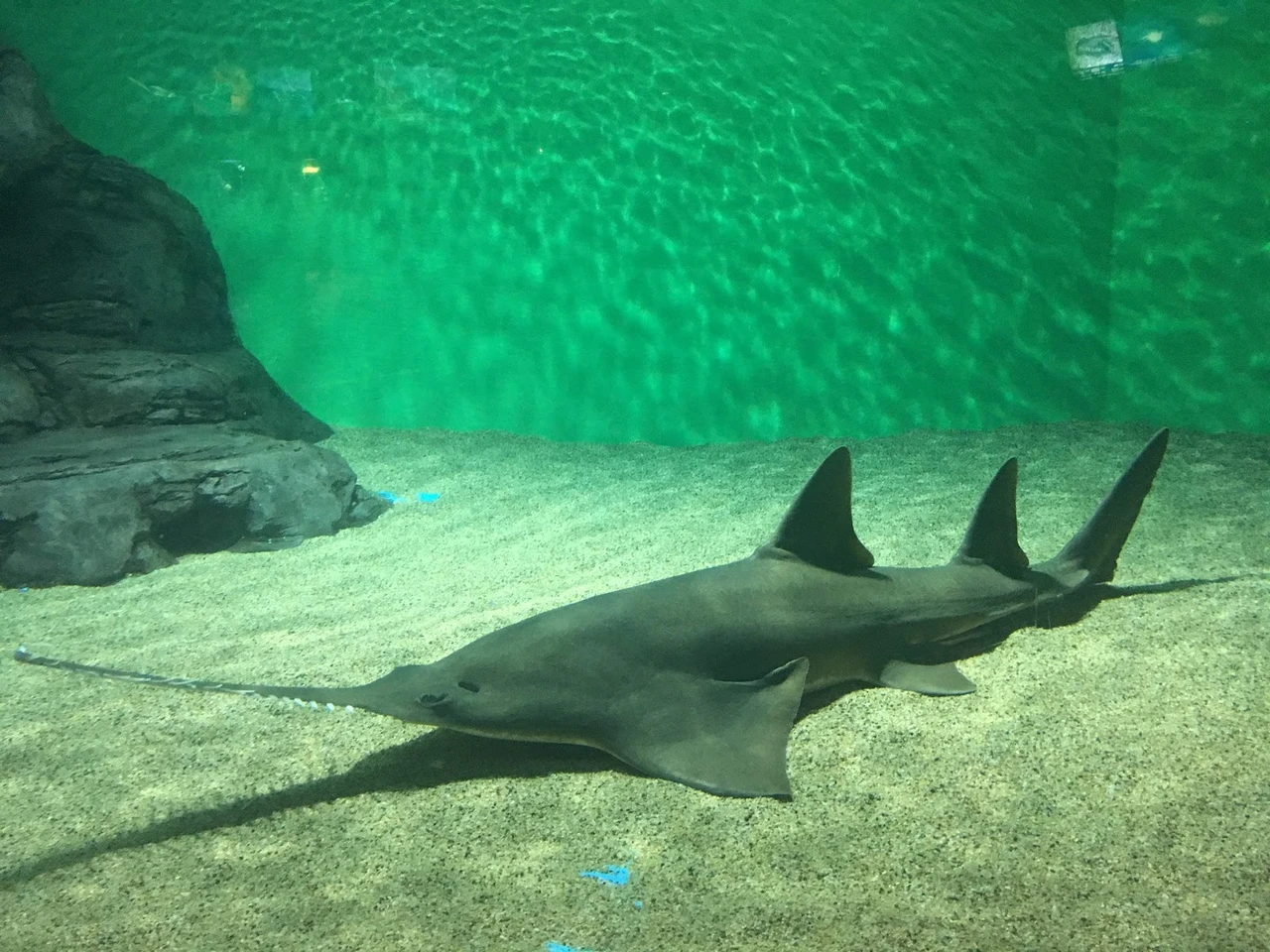 上海海洋水族馆现场照片 11