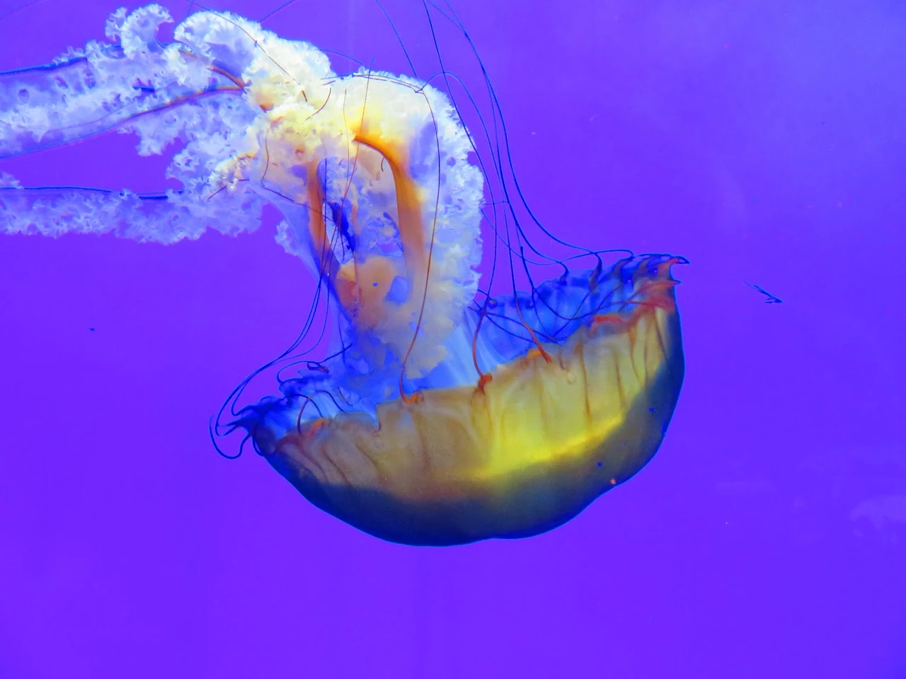 上海海洋水族馆现场照片 10