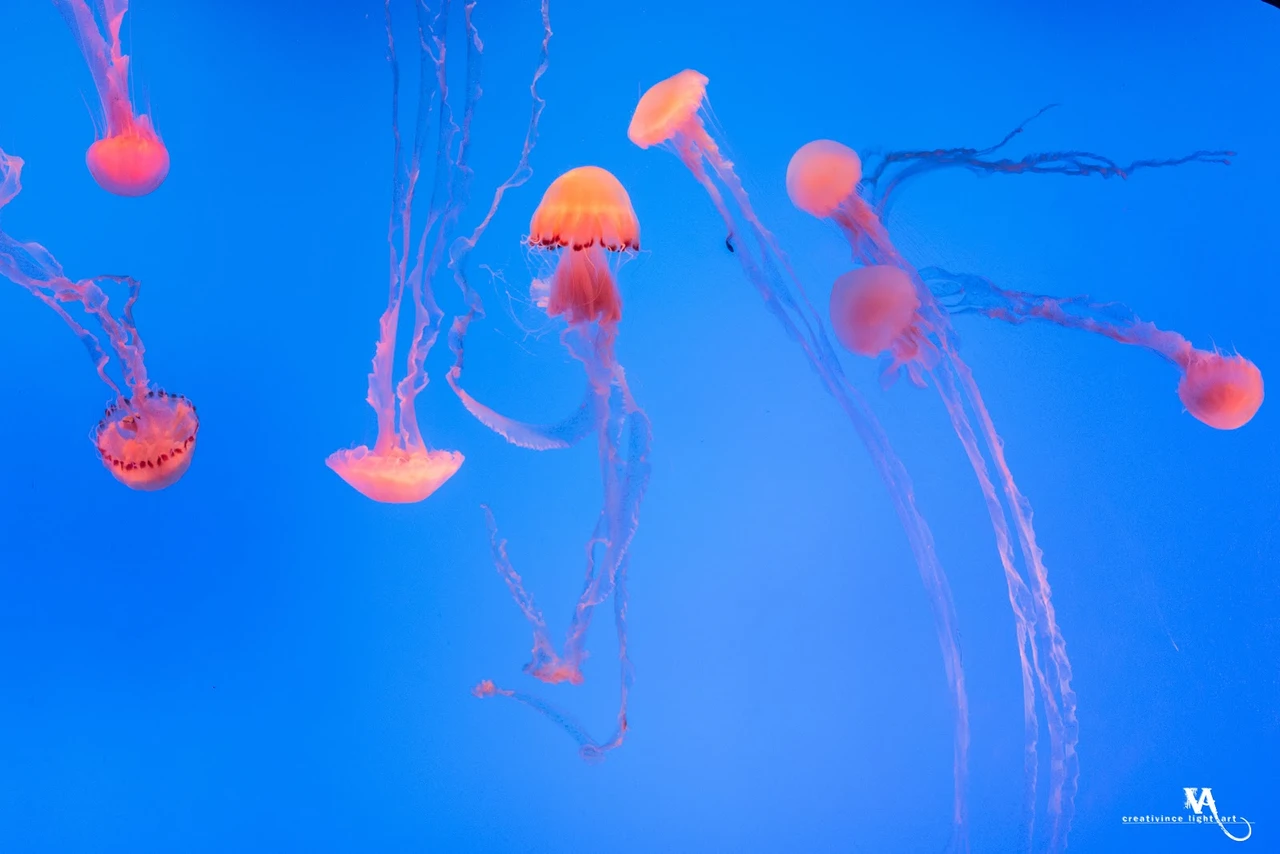 上海海洋水族馆现场照片 9