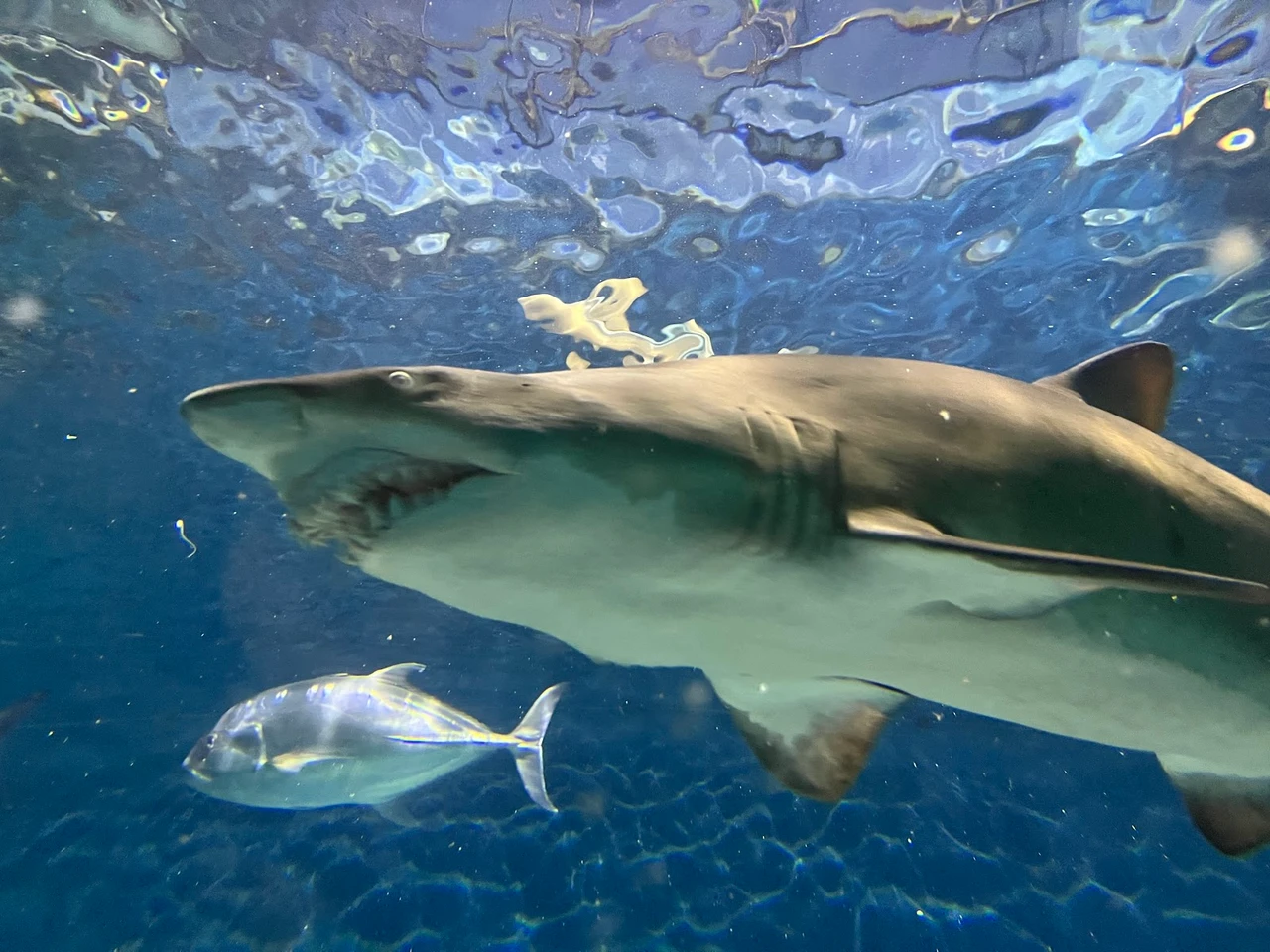 上海海洋水族馆现场照片 8