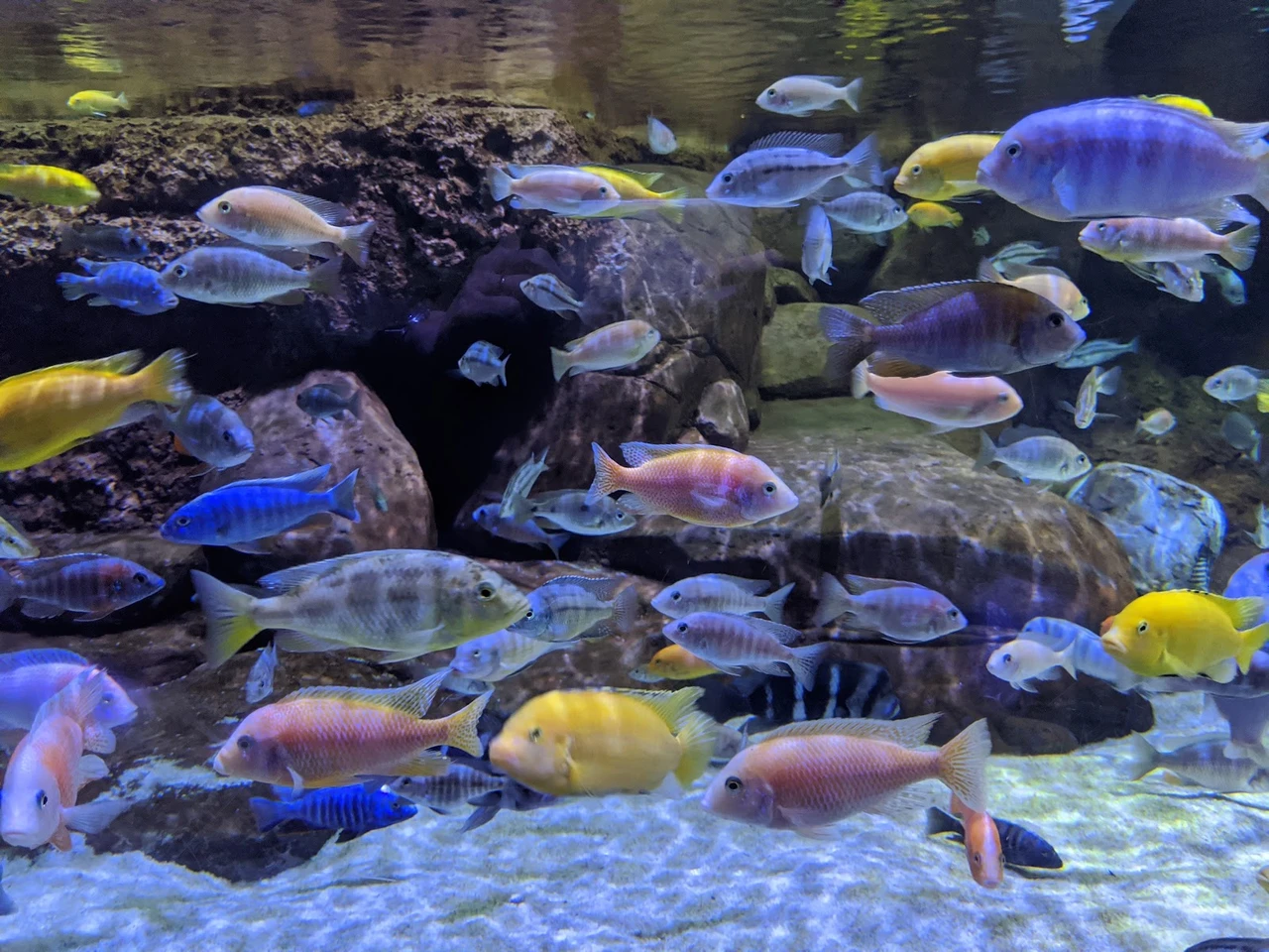 上海海洋水族馆现场照片 7