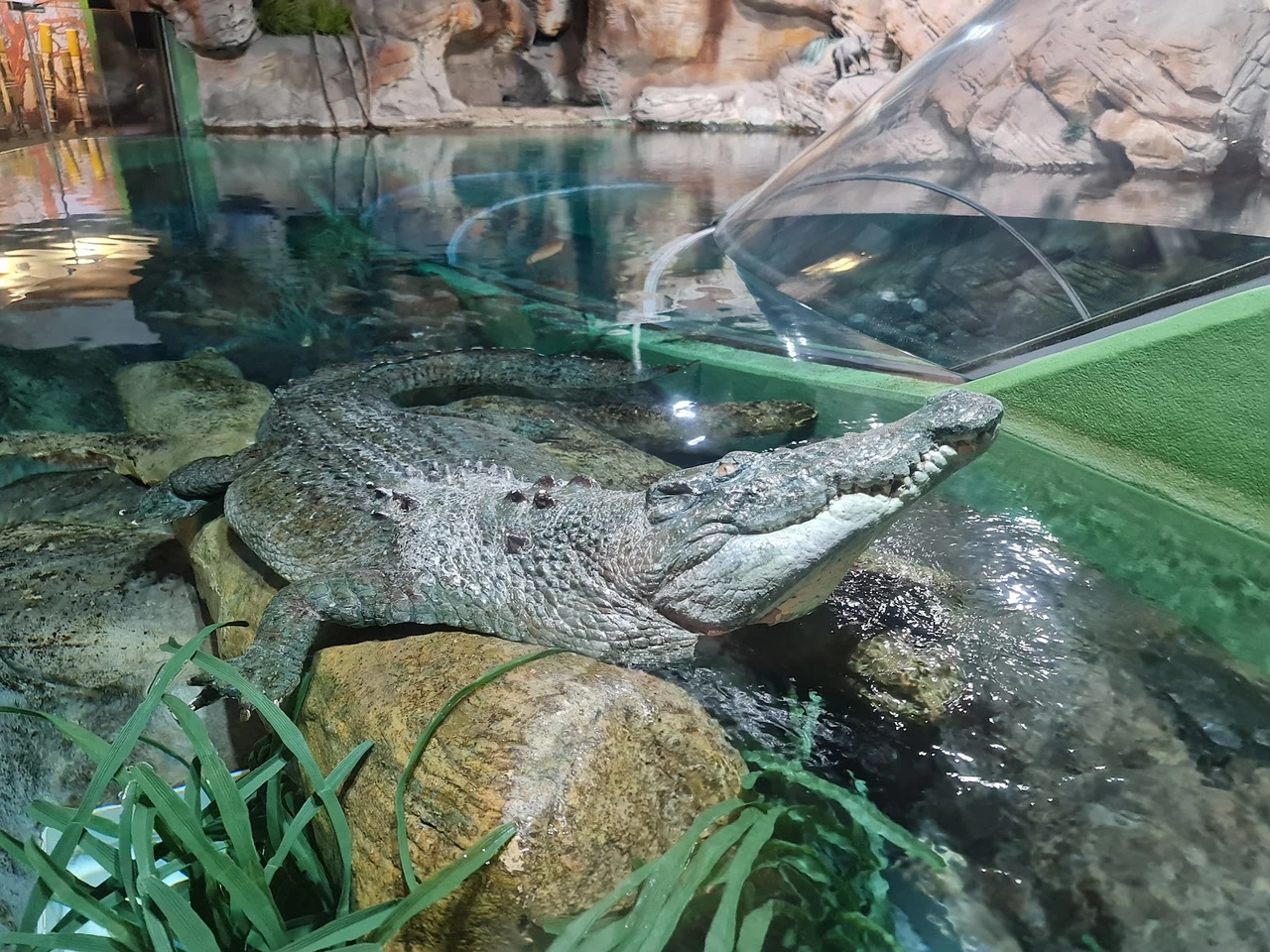上海海洋水族馆现场照片 4