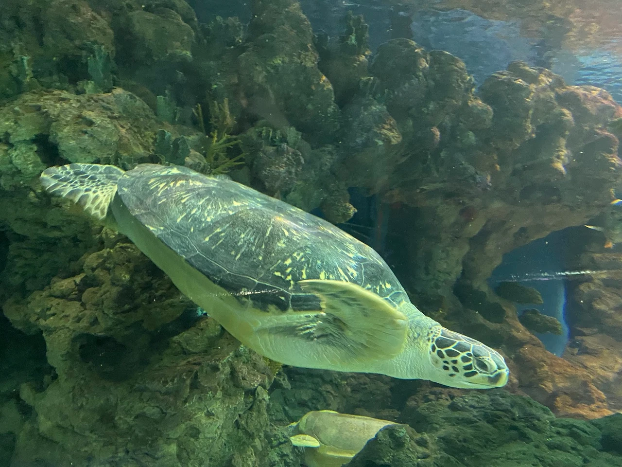 上海海洋水族馆现场照片 2