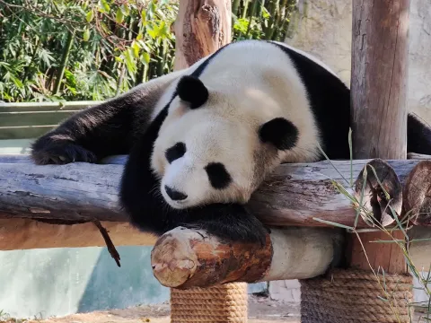 上海野生动物园现场照片 14
