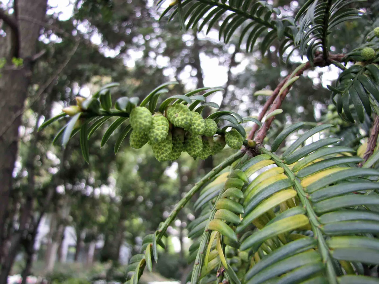 上海植物园现场照片 8
