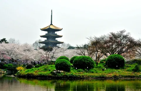 东湖樱花园现场照片 3