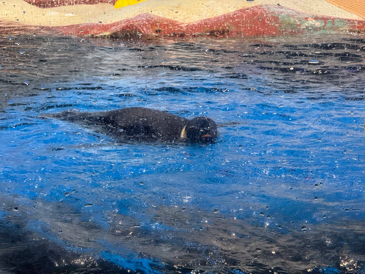 海昌极地海洋公园现场照片 2