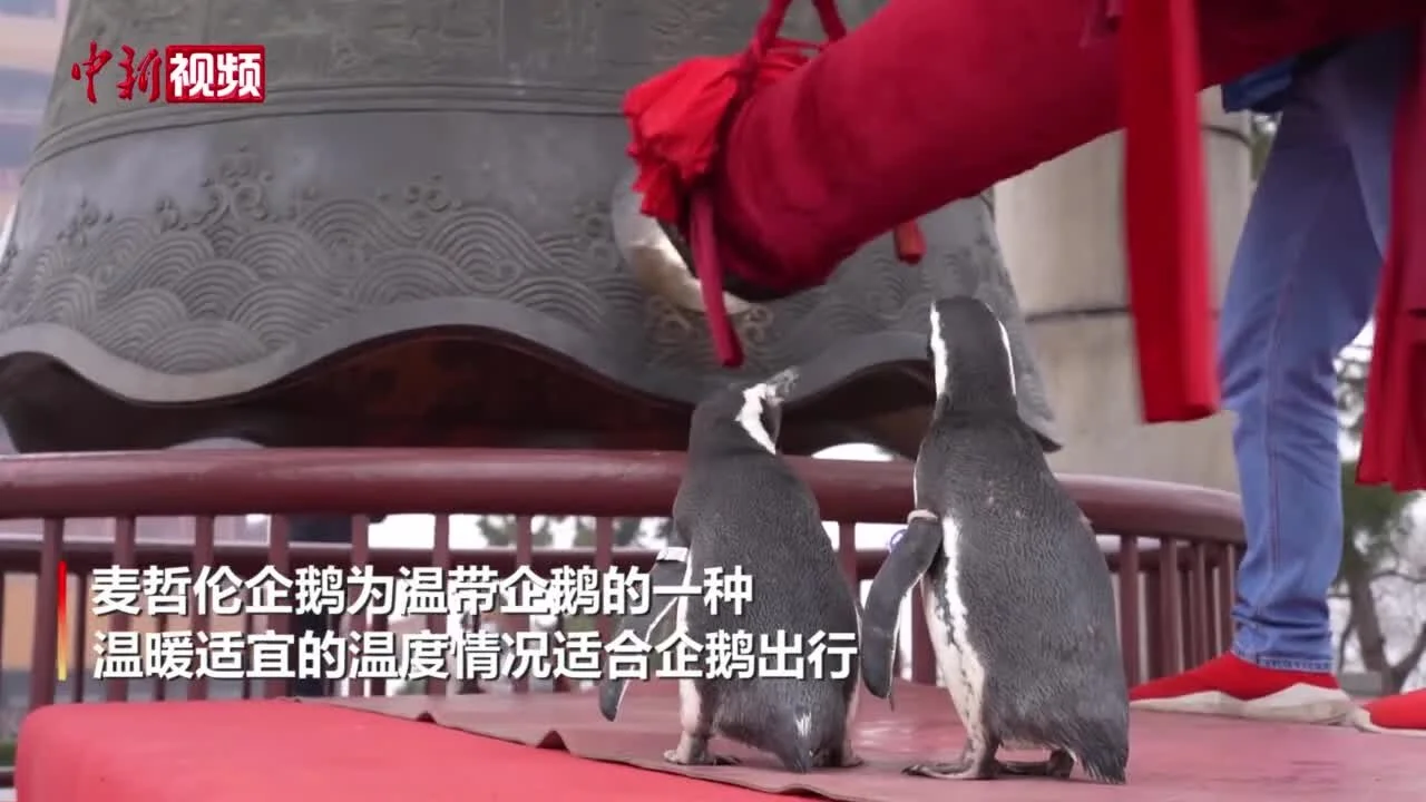 海昌极地海洋公园现场照片 4