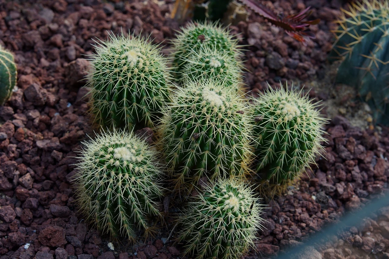 武汉植物园现场照片 5