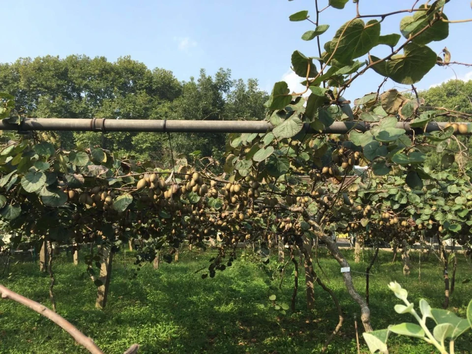 武汉植物园现场照片 3