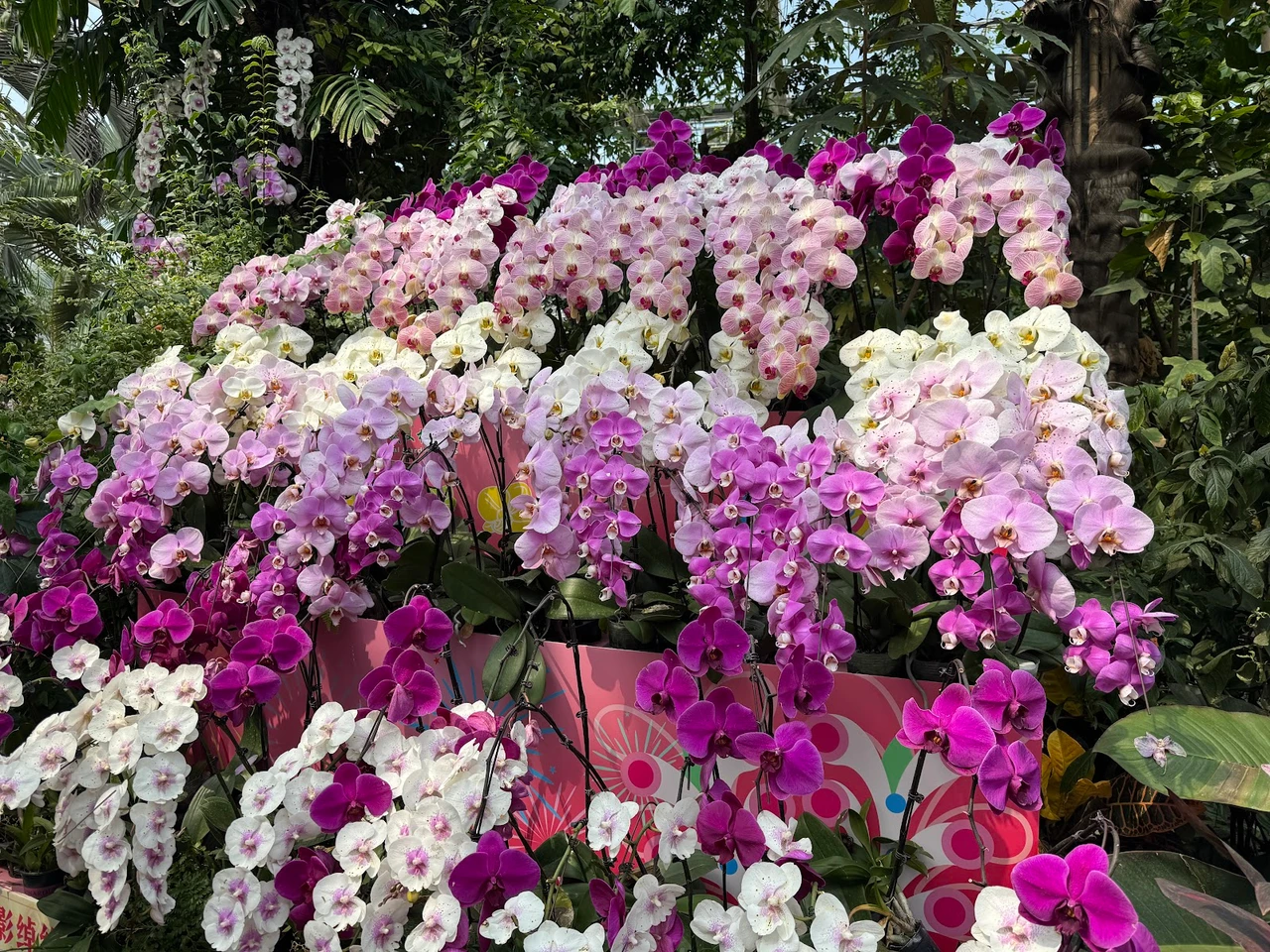 武汉植物园现场照片 2