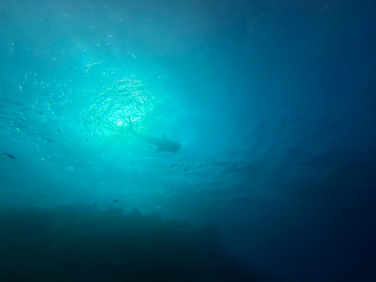 烟台海昌鲸鲨海洋公园现场照片 3